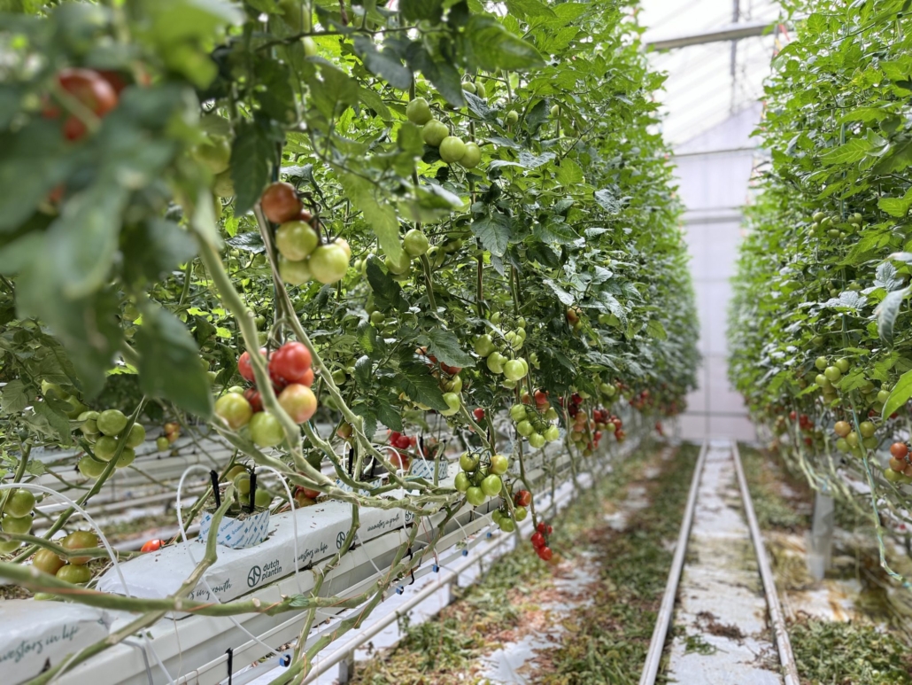 Inaho, the future of automated farming of tomatos