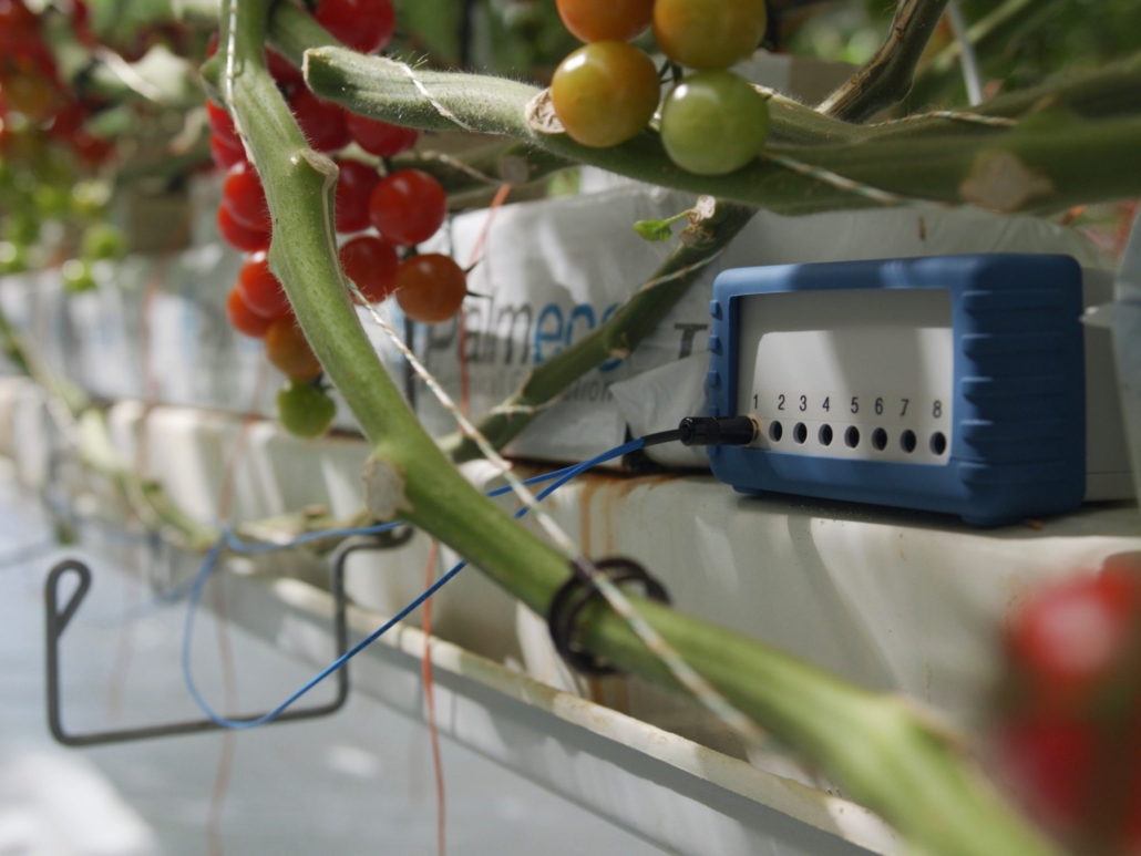 Vivent biosensor in tomato glasshouse