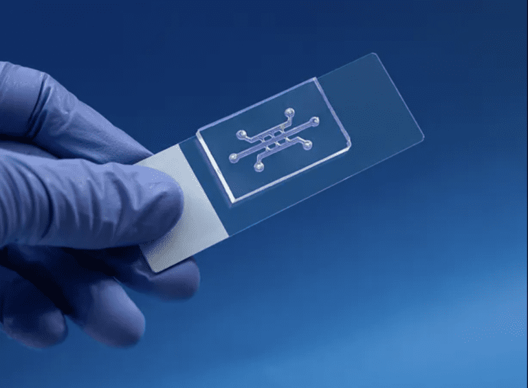 Initio Cell's pioneering organ-on-chip technology.