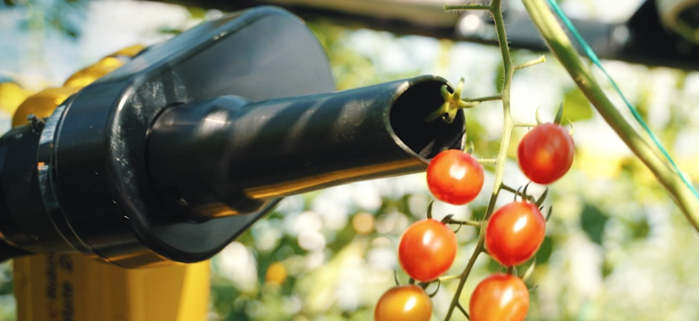 A picture of a machine in a greenhouse next to tomatoes.